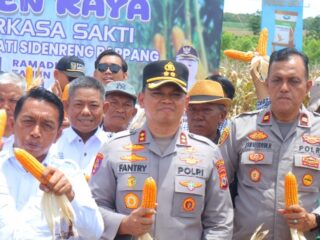 Tanam dan Panen Jagung di Desa Mattirotasi, Fantry: Polres Sidrap Dukung Peningkatan Produksi Jagung