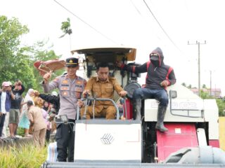 Panen Raya di Bila Riase, Bupati Sidrap Dorong Modernisasi Pertanian Demi Peningkatan Produksi dan Kesejahteraan Petani
