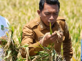 Puasa Tak Surutkan Semangat Panen Raya di Lautang Benteng, Hasil Capai 9–10 Ton per Hektare